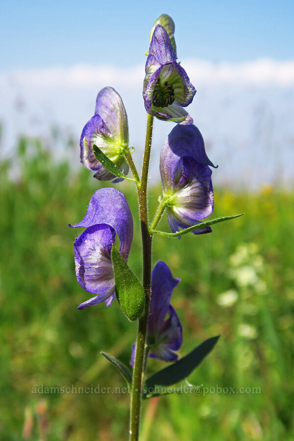 monkshood (Aconitum columbianum) [below East Peak, Eagle Cap Wilderness, Wallowa County, Oregon]