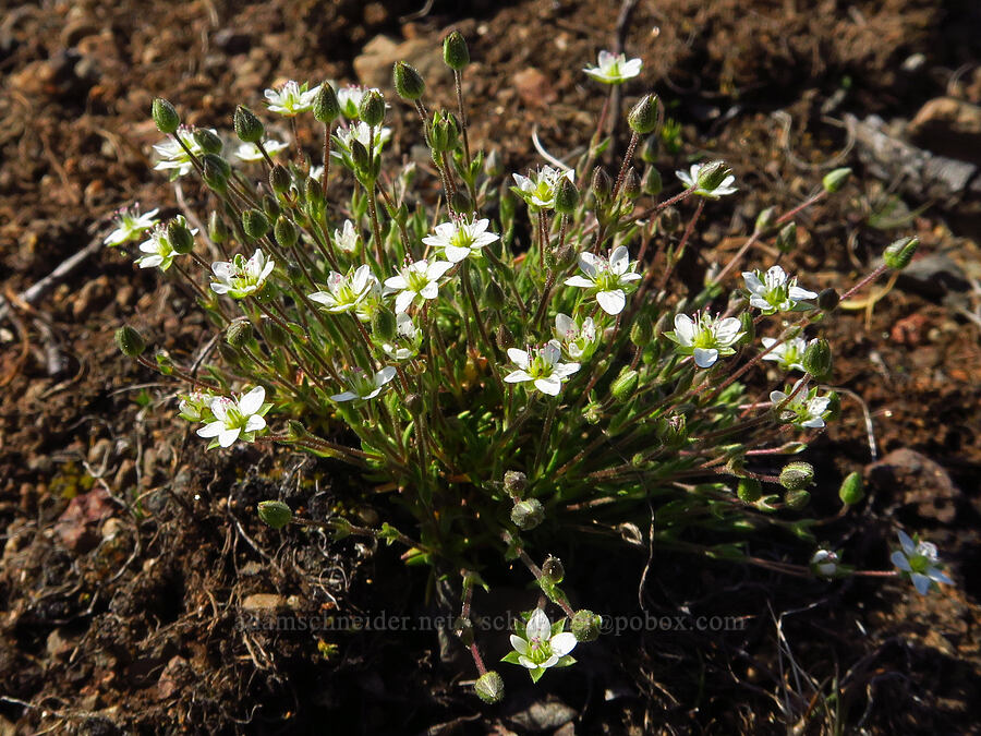 boreal sandwort (Sabulina rubella (Minuartia rubella) (Arenaria rubella)) [below East Peak, Eagle Cap Wilderness, Wallowa County, Oregon]