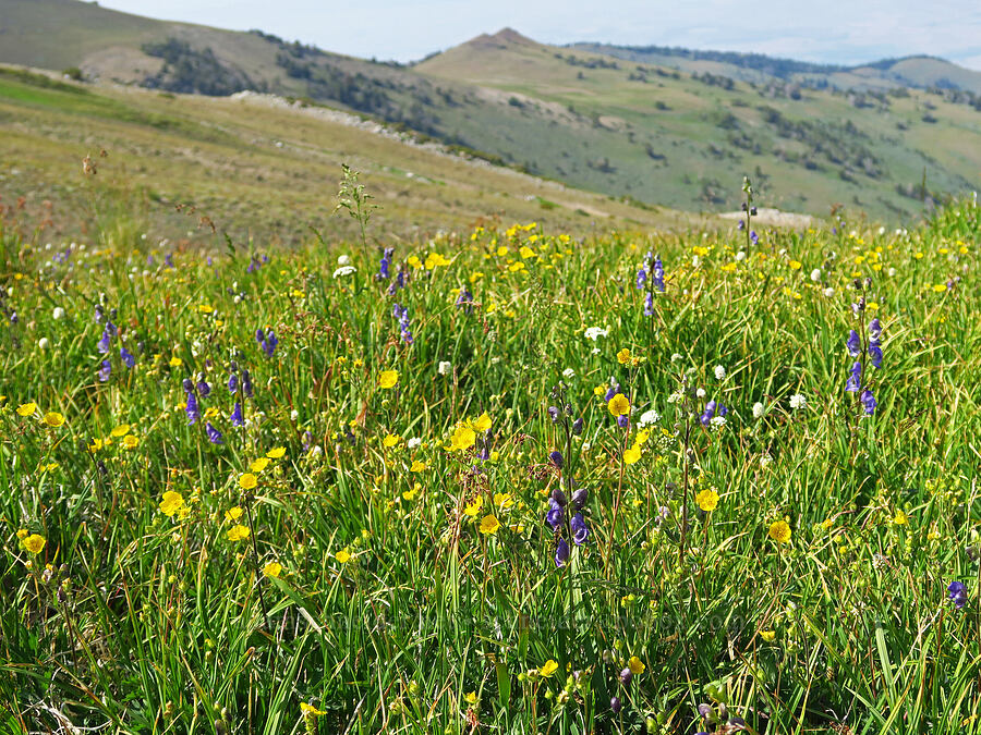 wildflowers (Aconitum columbianum, Potentilla sp., Luzula sp., Bistorta bistortoides (Polygonum bistortoides)) [below East Peak, Eagle Cap Wilderness, Wallowa County, Oregon]