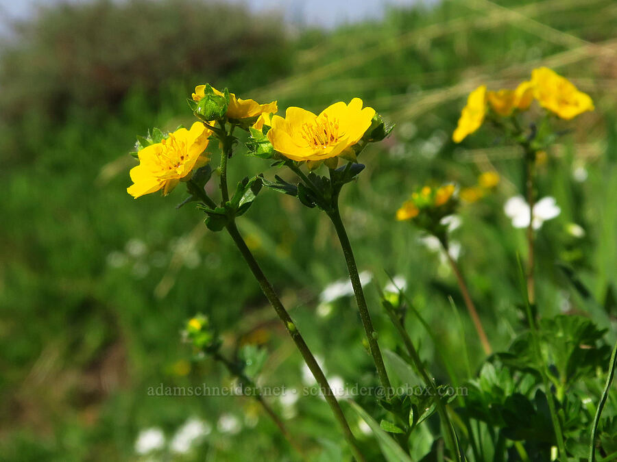 fan-leaf cinquefoil (Potentilla flabellifolia) [below East Peak, Eagle Cap Wilderness, Wallowa County, Oregon]