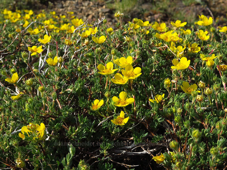 shrubby cinquefoil (Dasiphora fruticosa (Potentilla fruticosa)) [below East Peak, Eagle Cap Wilderness, Wallowa County, Oregon]