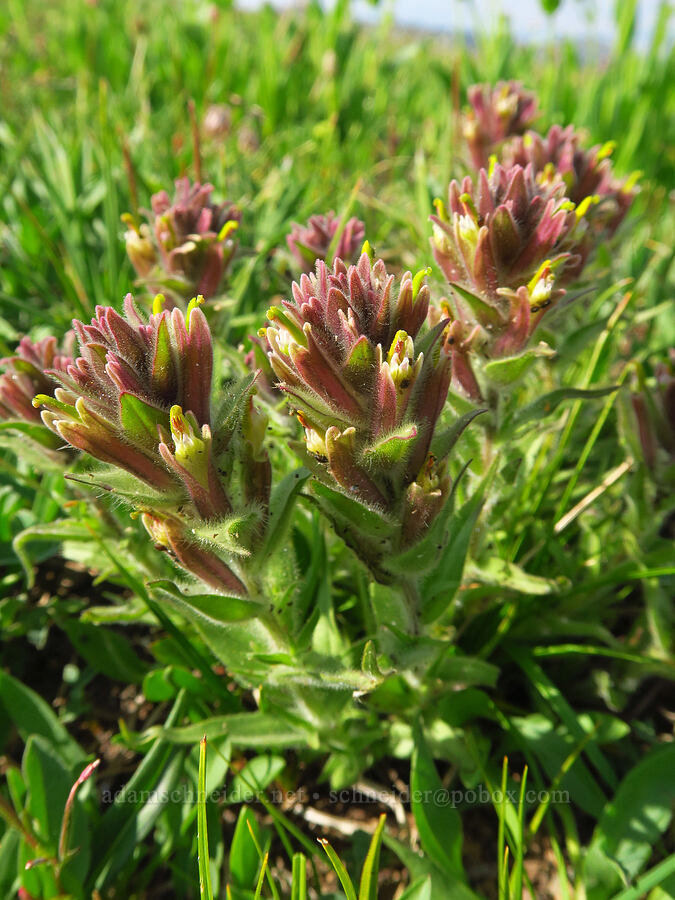 Wallowa paintbrush (Castilleja chrysantha) [below East Peak, Eagle Cap Wilderness, Wallowa County, Oregon]