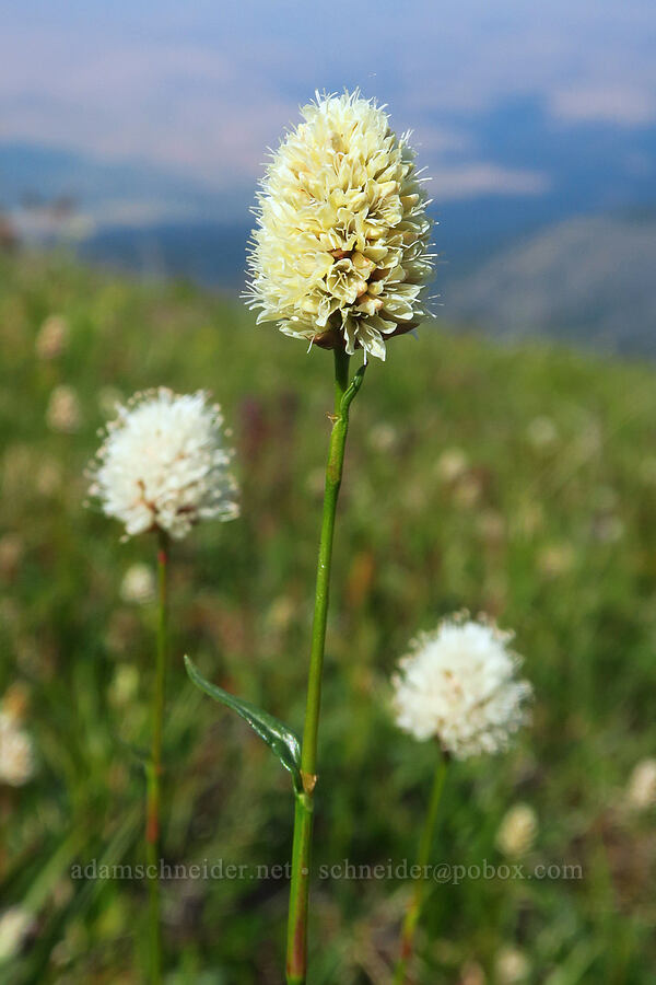 western bistort (Bistorta bistortoides (Polygonum bistortoides)) [below East Peak, Eagle Cap Wilderness, Wallowa County, Oregon]