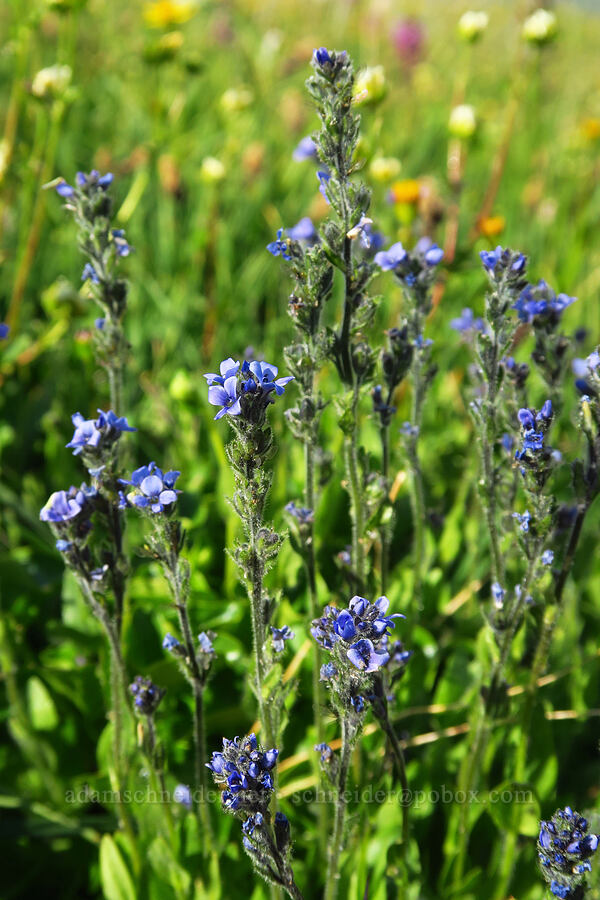 alpine speedwell (Veronica wormskjoldii) [below East Peak, Eagle Cap Wilderness, Wallowa County, Oregon]