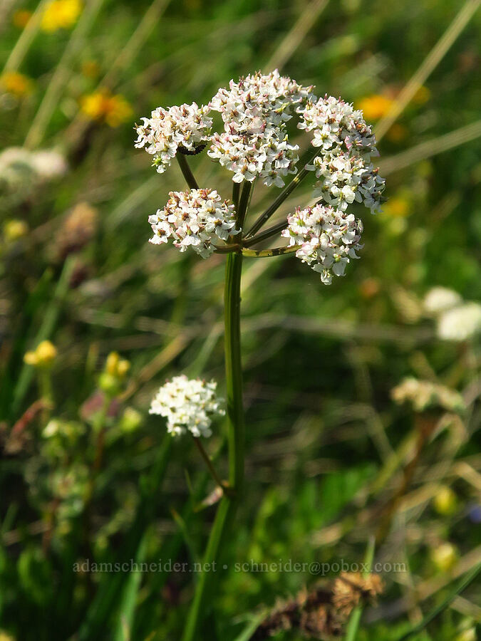 slender-leaf lovage (Idaho licorice-root) (Ligusticum tenuifolium) [below East Peak, Eagle Cap Wilderness, Wallowa County, Oregon]