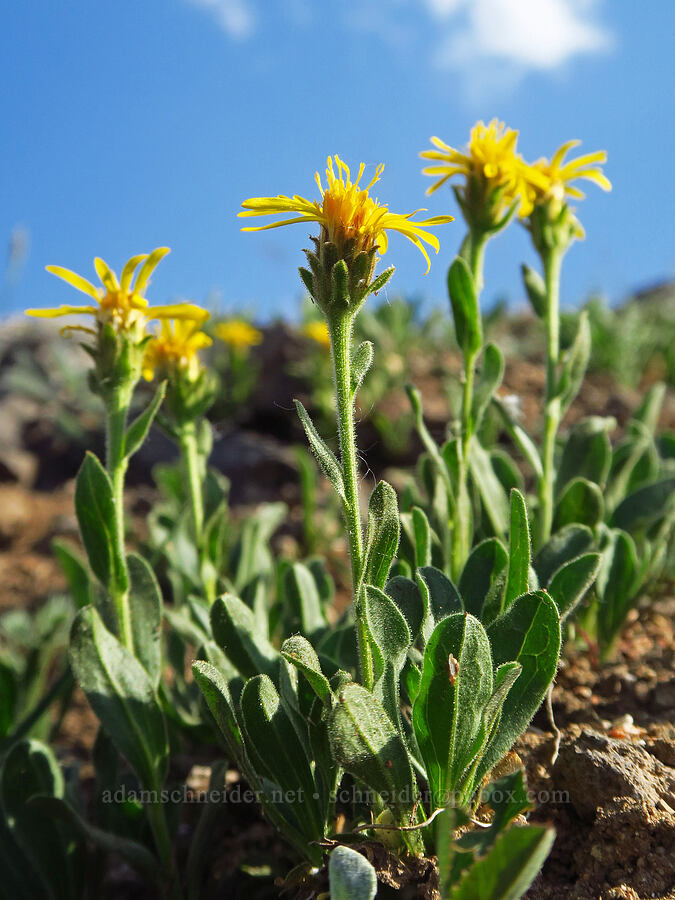 Lyall's goldenweed (Tonestus lyallii (Haplopappus lyallii)) [below East Peak, Eagle Cap Wilderness, Wallowa County, Oregon]