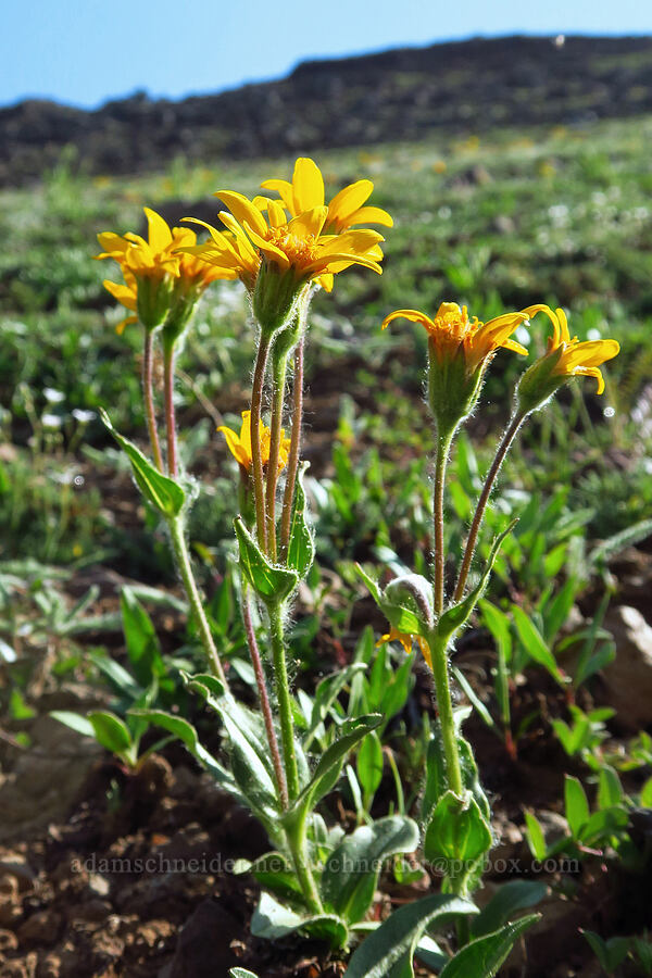 heart-leaf arnica (Arnica cordifolia) [below East Peak, Eagle Cap Wilderness, Wallowa County, Oregon]