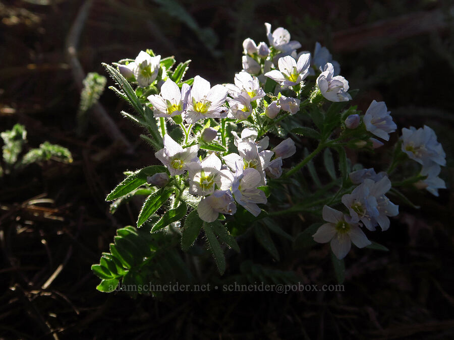 California Jacob's-ladder, very pale (Polemonium californicum) [below East Peak, Eagle Cap Wilderness, Wallowa County, Oregon]