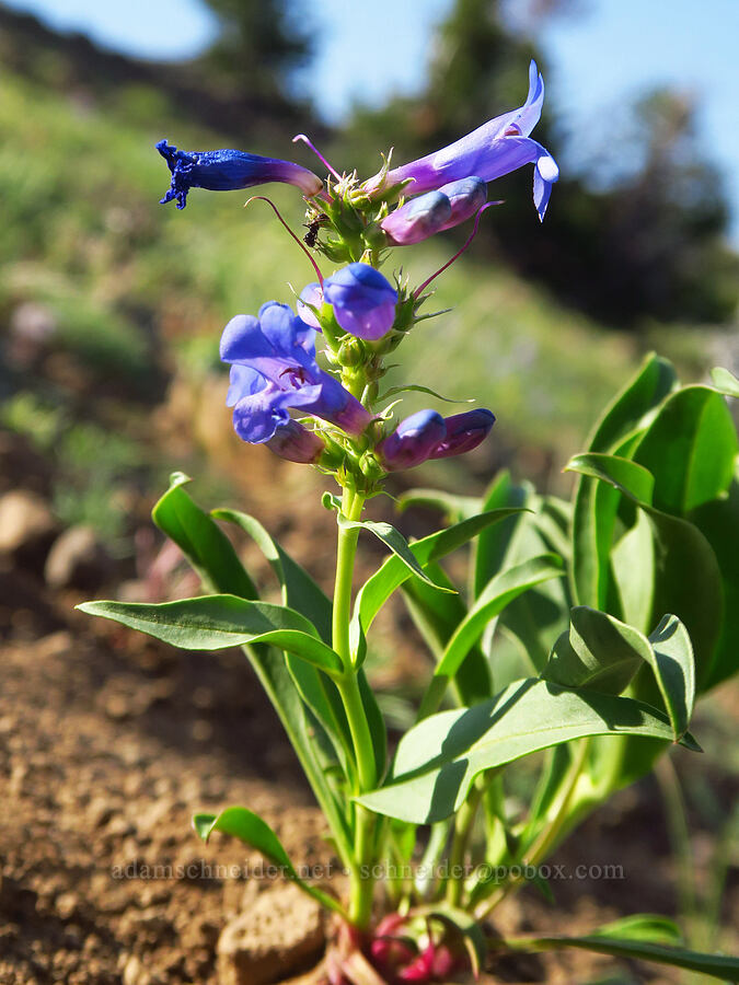 glabrous penstemon (Penstemon sp.) [below East Peak, Eagle Cap Wilderness, Wallowa County, Oregon]