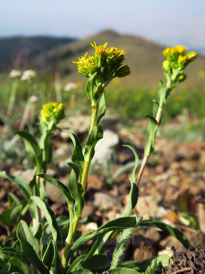 northern goldenrod (Solidago multiradiata) [East Peak Trail, Eagle Cap Wilderness, Wallowa County, Oregon]