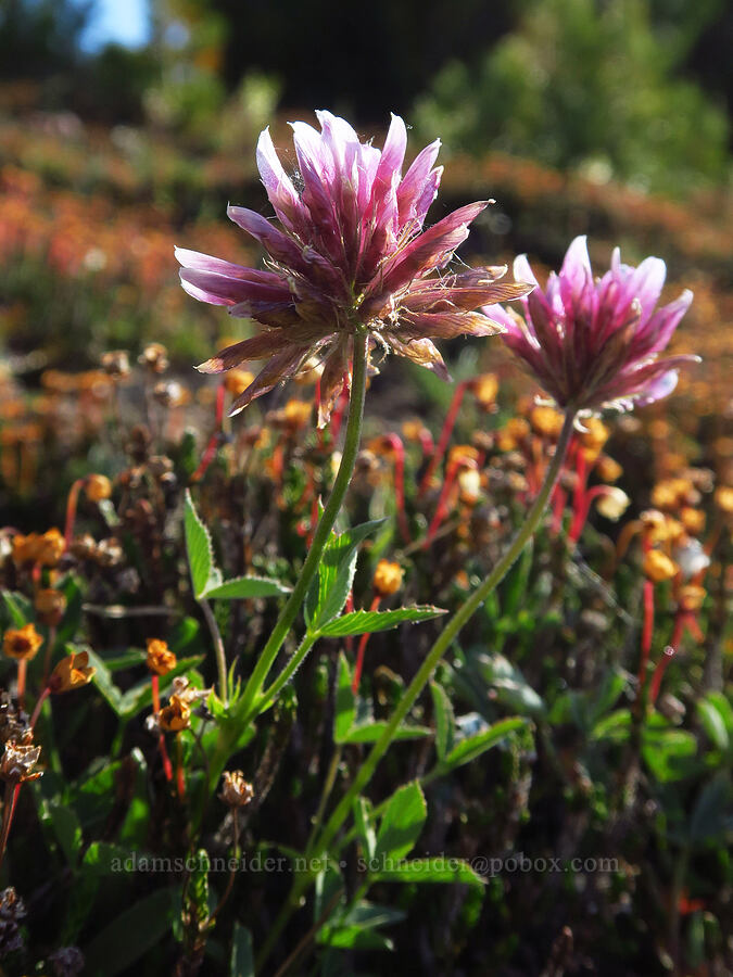 many-stalked clover (Trifolium longipes var. multipedunculatum) [East Peak Trail, Wallowa-Whitman National Forest, Wallowa County, Oregon]