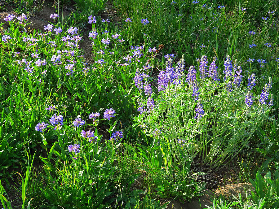 lupine & globe penstemon (Lupinus sp., Penstemon globosus) [East Peak Trail, Wallowa-Whitman National Forest, Wallowa County, Oregon]