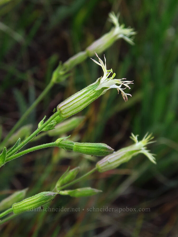 Oregon catchfly (Silene oregana) [Mount Howard, Wallowa-Whitman National Forest, Wallowa County, Oregon]