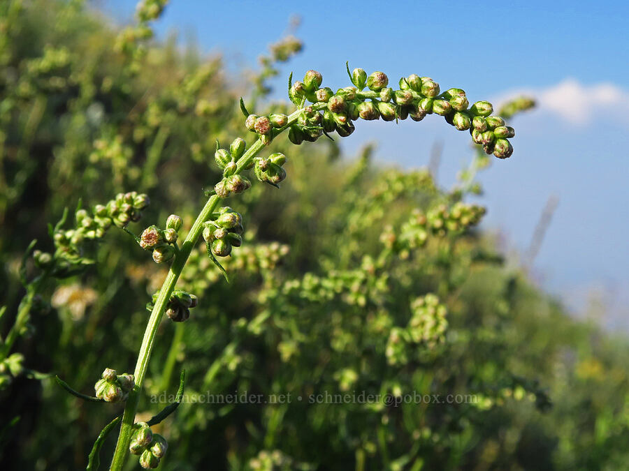 sagewort/wormwood (which?) (Artemisia sp.) [Mount Howard, Wallowa-Whitman National Forest, Wallowa County, Oregon]