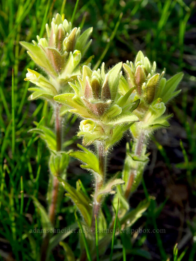 Wallowa paintbrush (Castilleja chrysantha) [Mount Howard, Wallowa-Whitman National Forest, Wallowa County, Oregon]