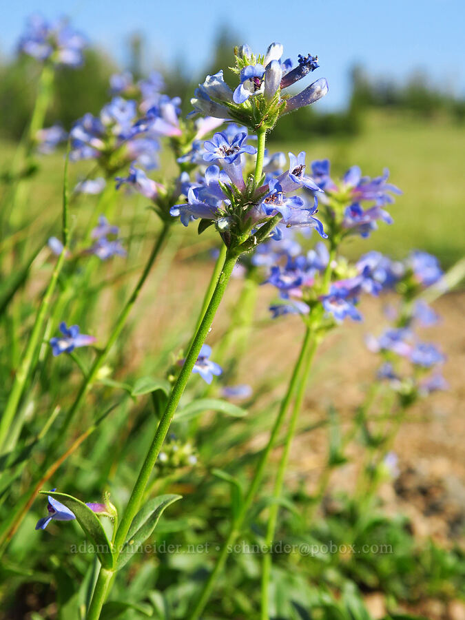 Wallowa penstemon (Penstemon spatulatus) [Mount Howard, Wallowa-Whitman National Forest, Wallowa County, Oregon]