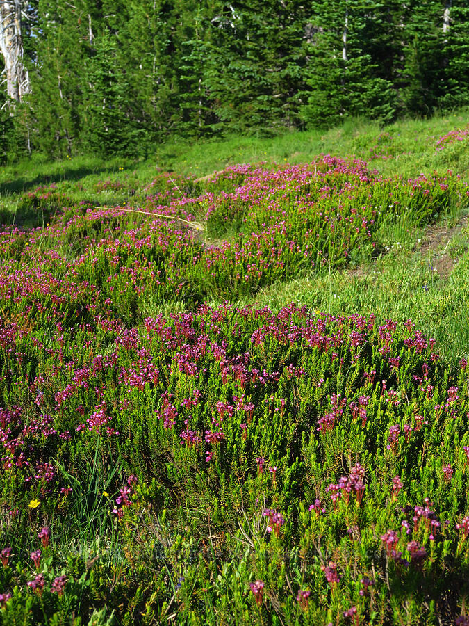 pink mountain heather (Phyllodoce empetriformis) [Mount Howard, Wallowa-Whitman National Forest, Wallowa County, Oregon]