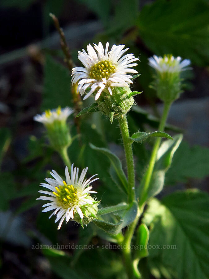 northern daisy/fleabane (Erigeron nivalis (Erigeron acris ssp. debilis)) [Mount Howard, Wallowa-Whitman National Forest, Wallowa County, Oregon]