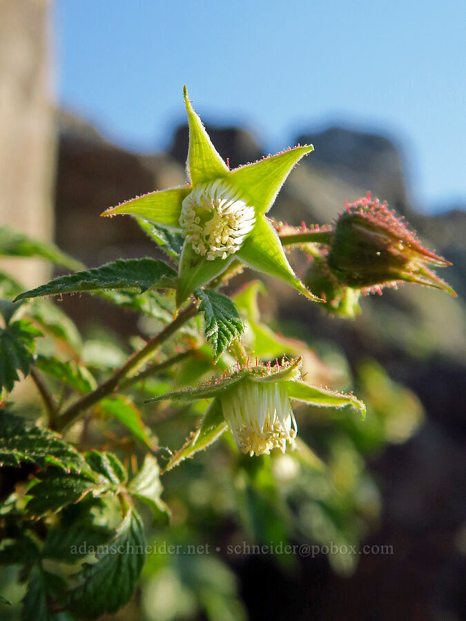 wild raspberry (Rubus idaeus ssp. strigosus) [Mount Howard, Wallowa-Whitman National Forest, Wallowa County, Oregon]