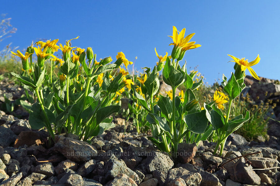 arnica (which?) (Arnica sp.) [Mount Howard, Wallowa-Whitman National Forest, Wallowa County, Oregon]