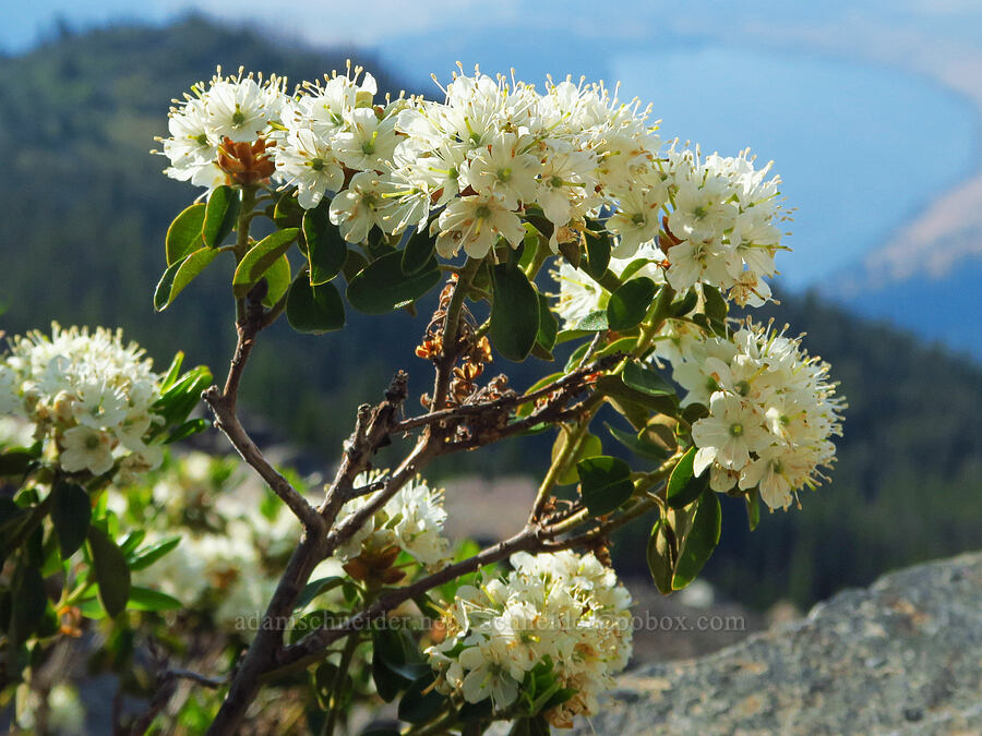 trapper's tea (Rhododendron columbianum (Ledum columbianum) (Ledum glandulosum)) [Mount Howard, Wallowa-Whitman National Forest, Wallowa County, Oregon]