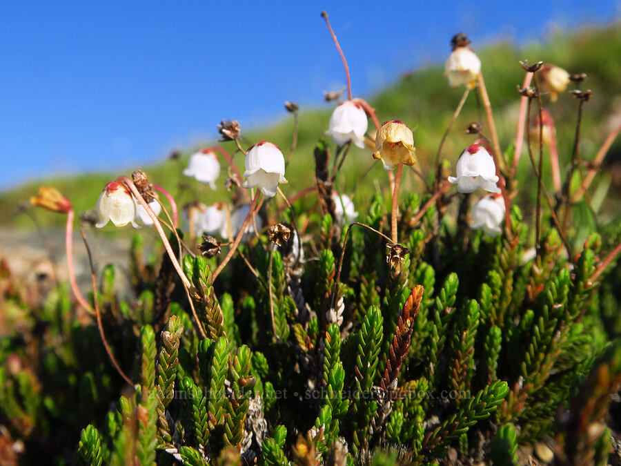 white mountain heather (Cassiope mertensiana) [Mount Howard, Wallowa-Whitman National Forest, Wallowa County, Oregon]