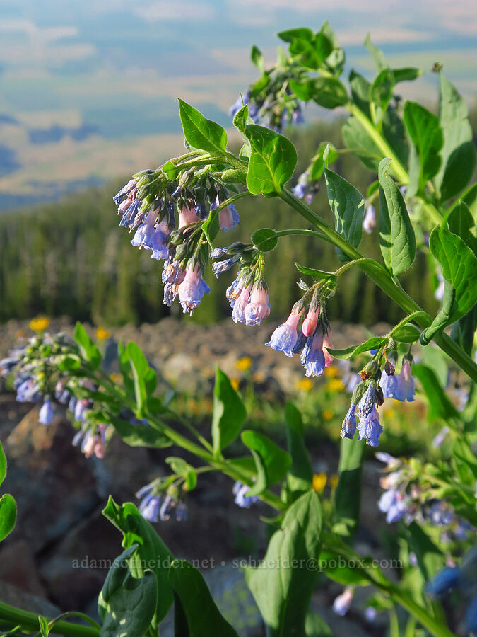 bluebells in a talus field (Mertensia sp.) [Mount Howard, Wallowa-Whitman National Forest, Wallowa County, Oregon]