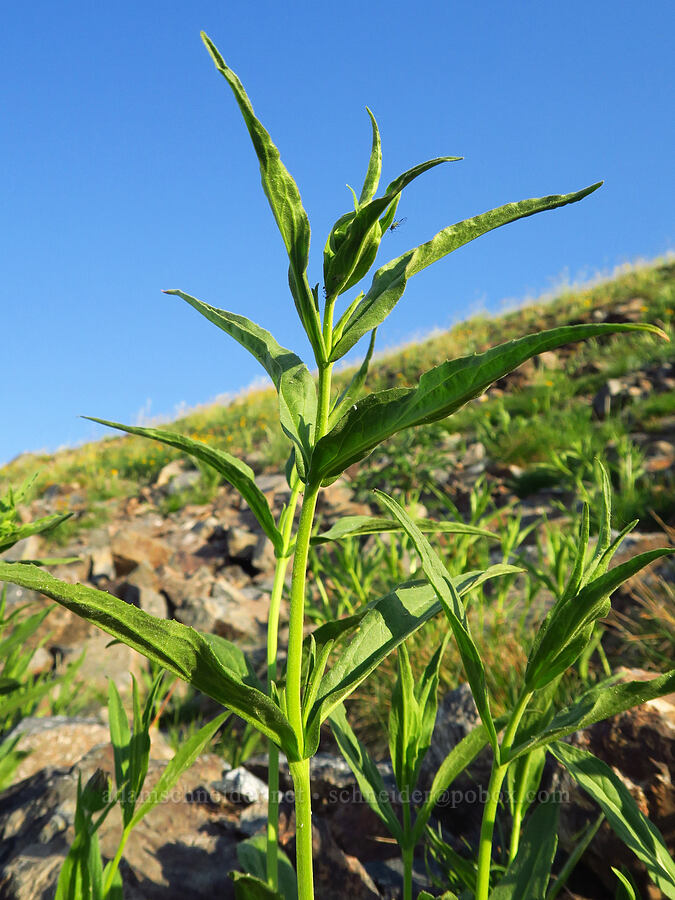 long-leaf arnica (Arnica longifolia) [Mount Howard, Wallowa-Whitman National Forest, Wallowa County, Oregon]