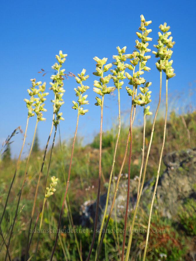 round-leaf alumroot (Heuchera cylindrica) [Mount Howard, Wallowa-Whitman National Forest, Wallowa County, Oregon]