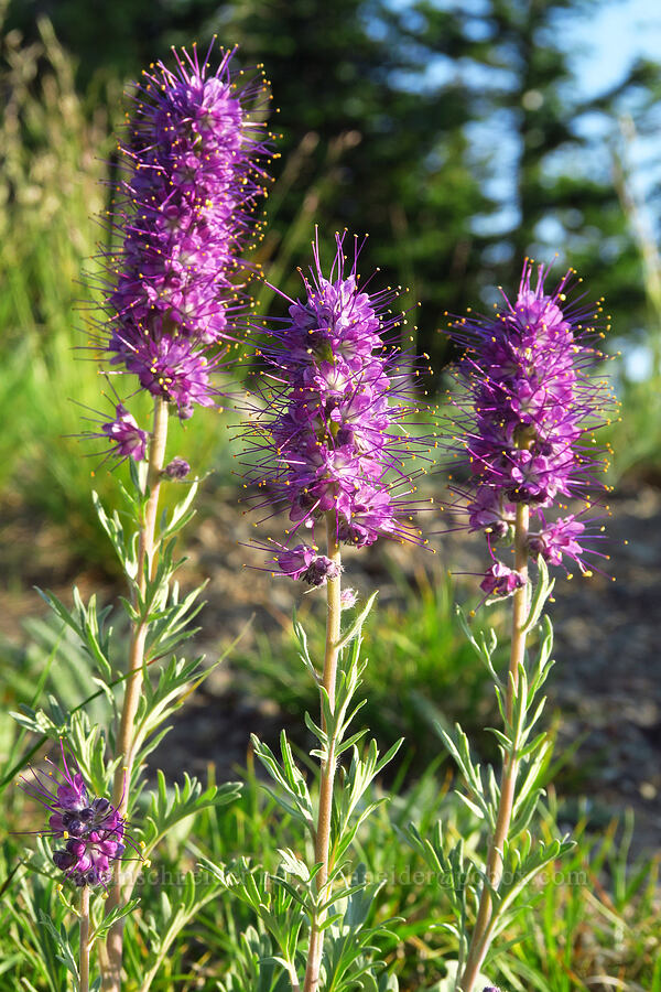 silky phacelia, unusually reddish (Phacelia sericea) [Mount Howard, Wallowa-Whitman National Forest, Wallowa County, Oregon]