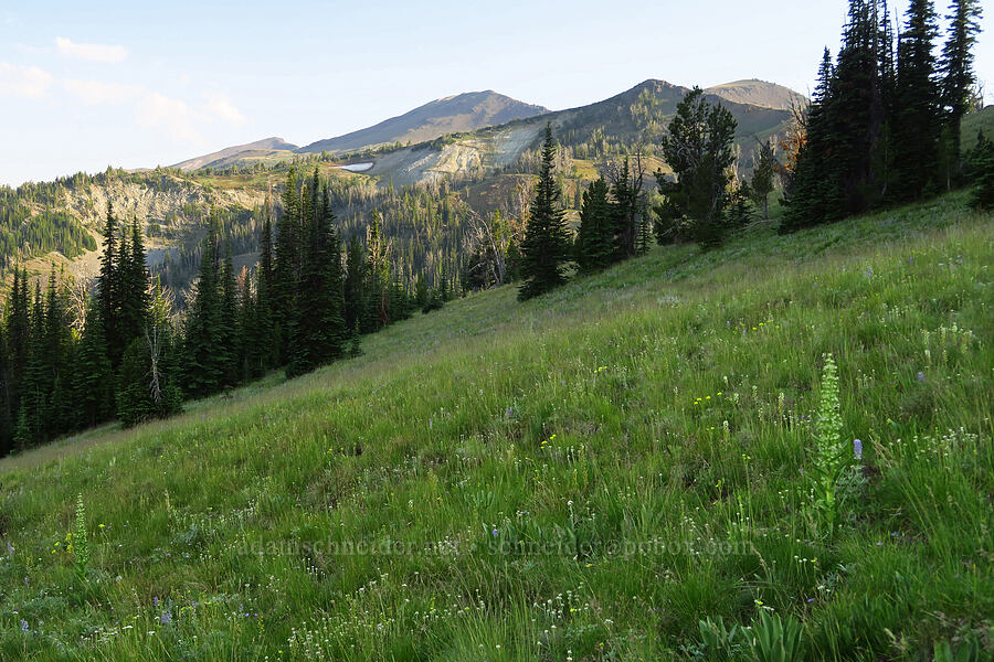 wildflowers & East Peak [Forest Road 3920-012, Wallowa-Whitman National Forest, Wallowa County, Oregon]