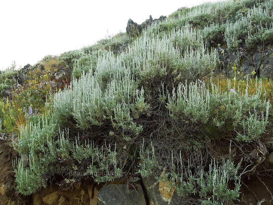 mountain sagebrush, budding (Artemisia tridentata ssp. vaseyana) [Forest Road 3920-012, Wallowa-Whitman National Forest, Wallowa County, Oregon]