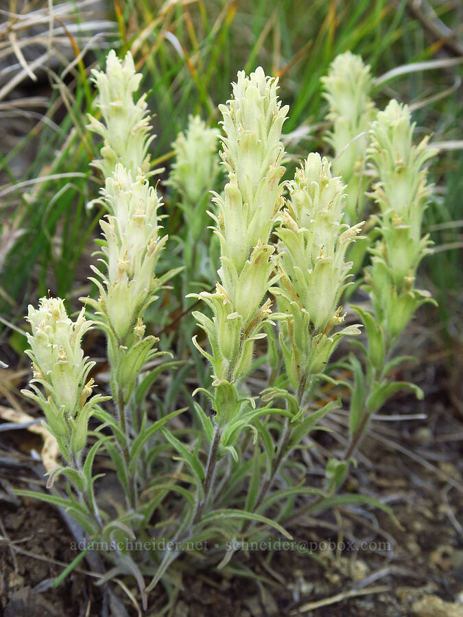 parrot-head paintbrush (Castilleja pilosa) [Forest Road 3920-012, Wallowa-Whitman National Forest, Wallowa County, Oregon]