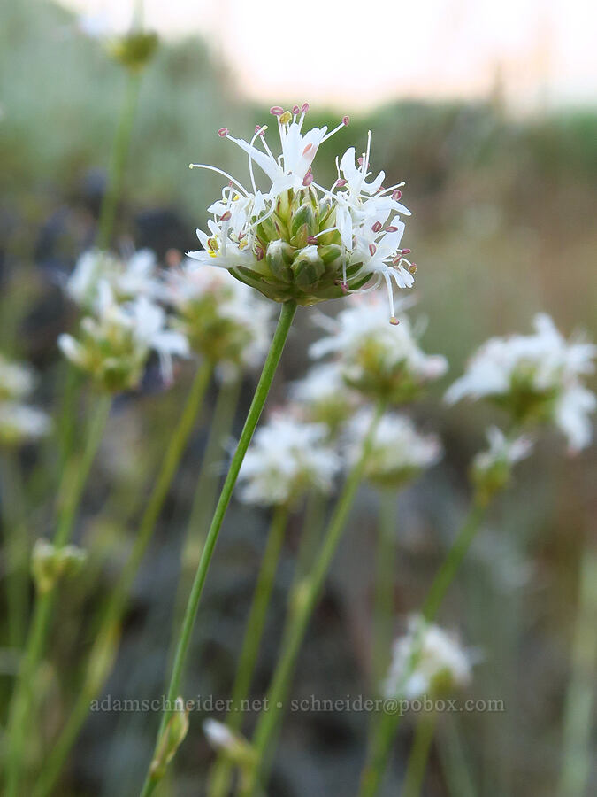 ball-head sandwort (Eremogone congesta (Arenaria congesta)) [Forest Road 3920-012, Wallowa-Whitman National Forest, Wallowa County, Oregon]