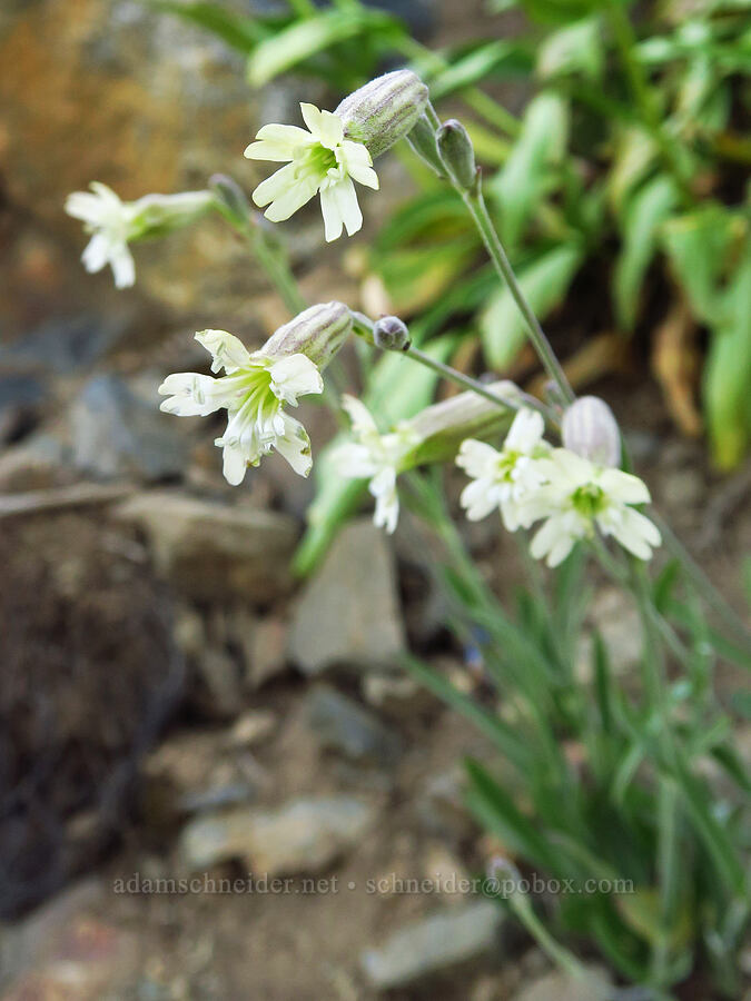 Douglas' catchfly (Silene douglasii) [Forest Road 3920-012, Wallowa-Whitman National Forest, Wallowa County, Oregon]