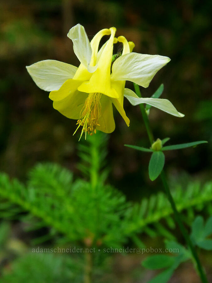 yellow columbine (Aquilegia flavescens) [Forest Road 3920-012, Wallowa-Whitman National Forest, Wallowa County, Oregon]