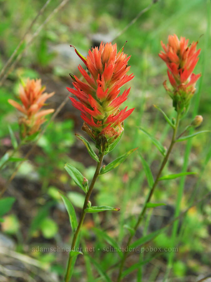 scarlet paintbrush (Castilleja miniata) [Forest Road 3920-012, Wallowa-Whitman National Forest, Wallowa County, Oregon]