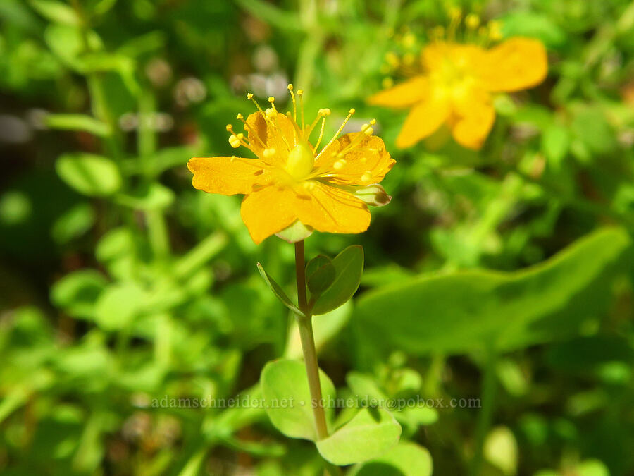 bog St.-John's-wort (tinker's penny) (Hypericum anagalloides) [Hickeyville Junction Bog, Mt. Hood National Forest, Wasco County, Oregon]