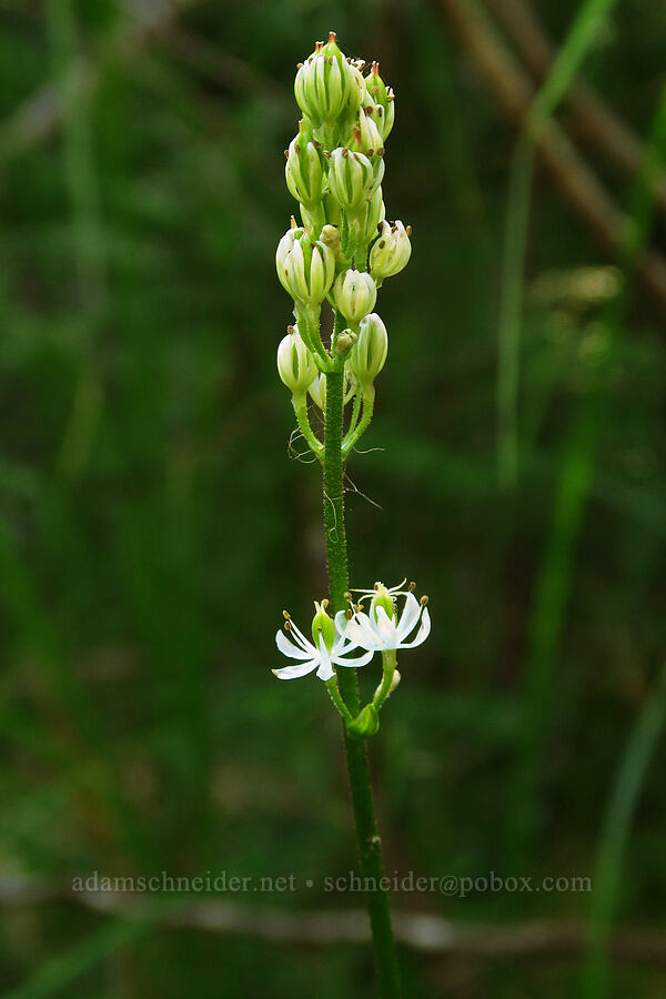 western false asphodel (Triantha occidentalis (Tofieldia glutinosa var. occidentalis)) [Hickeyville Junction Bog, Mt. Hood National Forest, Wasco County, Oregon]