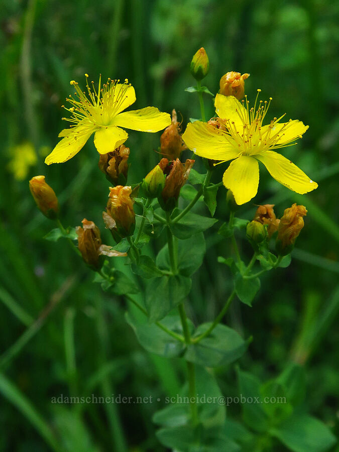 western St.-John's-wort (Hypericum scouleri) [Hickeyville Junction Bog, Mt. Hood National Forest, Wasco County, Oregon]