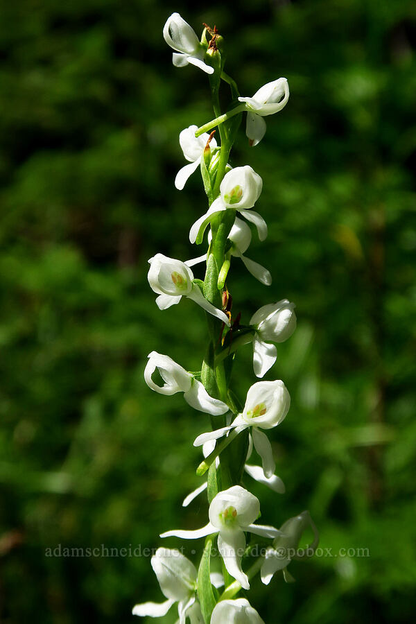 white bog orchid (Platanthera dilatata (Habenaria dilatata) (Piperia dilatata)) [Hickeyville Junction Bog, Mt. Hood National Forest, Wasco County, Oregon]