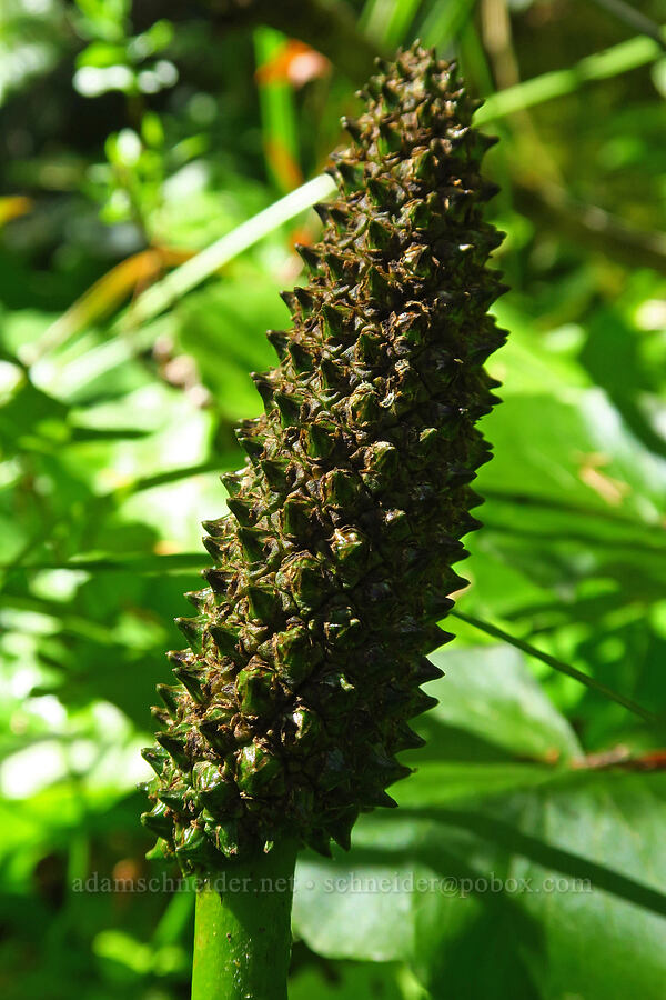 skunk cabbage, going to seed (Lysichiton americanus) [Hickeyville Junction Bog, Mt. Hood National Forest, Wasco County, Oregon]