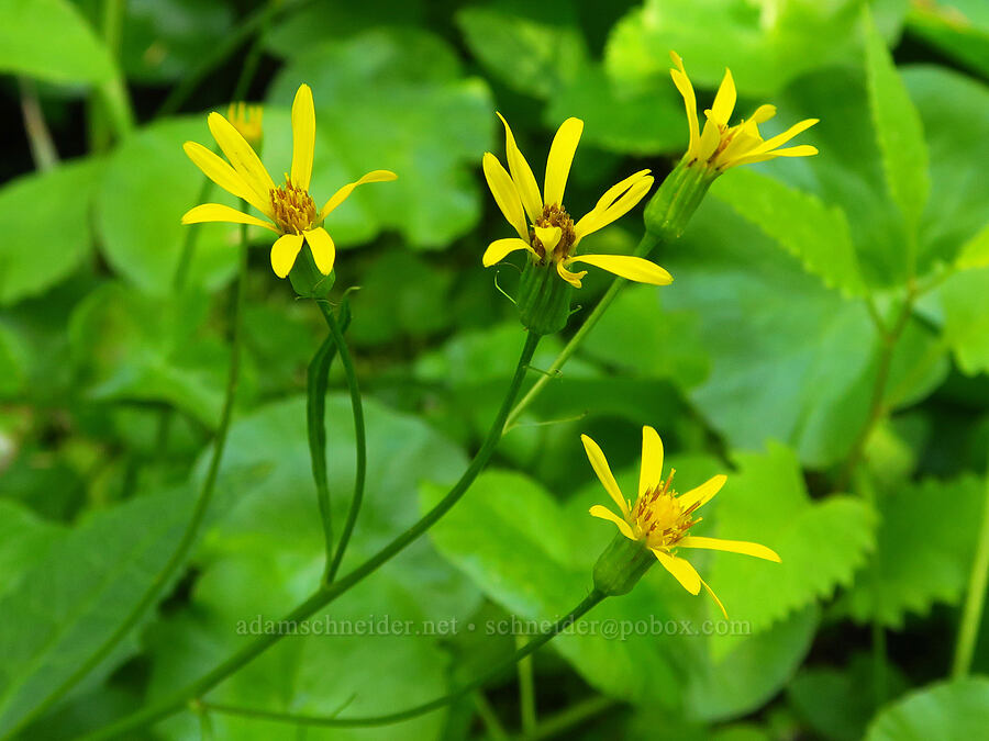 arrow-leaf groundsel (Senecio triangularis) [Hickeyville Junction Bog, Mt. Hood National Forest, Wasco County, Oregon]