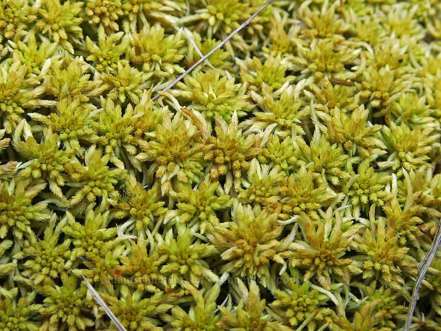 sphagnum/peat moss (Sphagnum sp.) [Hickeyville Junction Bog, Mt. Hood National Forest, Wasco County, Oregon]