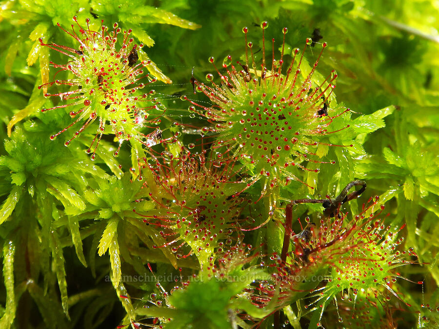 round-leaf sundew leaves (Drosera rotundifolia) [Hickeyville Junction Bog, Mt. Hood National Forest, Wasco County, Oregon]