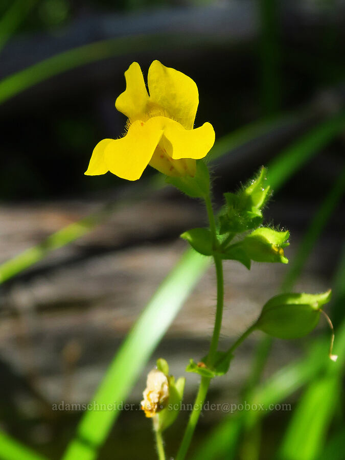 yellow monkeyflower (Erythranthe guttata (Mimulus guttatus)) [Hickeyville Junction Bog, Mt. Hood National Forest, Wasco County, Oregon]