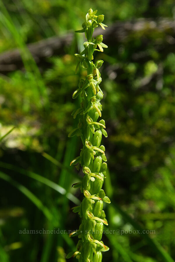 slender bog orchid, going to seed (Platanthera stricta (Piperia stricta)) [Hickeyville Junction Bog, Mt. Hood National Forest, Wasco County, Oregon]