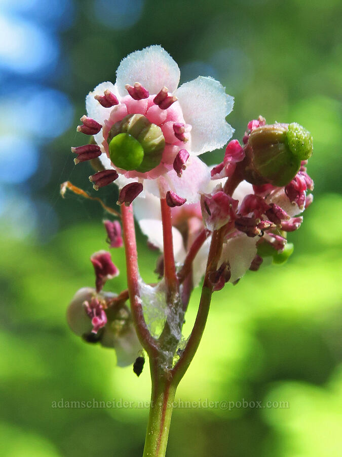 pipsissewa (Chimaphila umbellata) [Hickeyville Junction Bog, Mt. Hood National Forest, Wasco County, Oregon]