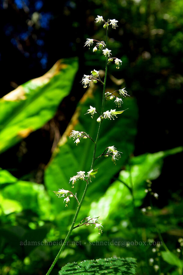 foamflower (Tiarella trifoliata) [Hickeyville Junction Bog, Mt. Hood National Forest, Wasco County, Oregon]