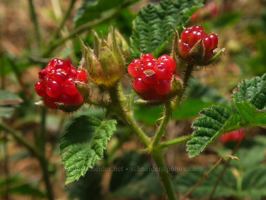 trailing blackberries (Rubus ursinus) [Camas Trail, Mt. Hood National Forest, Wasco County, Oregon]